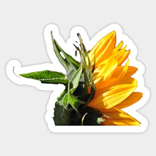 Sunflower Magic Sticker